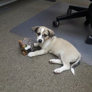 Meet your Posher, Edward